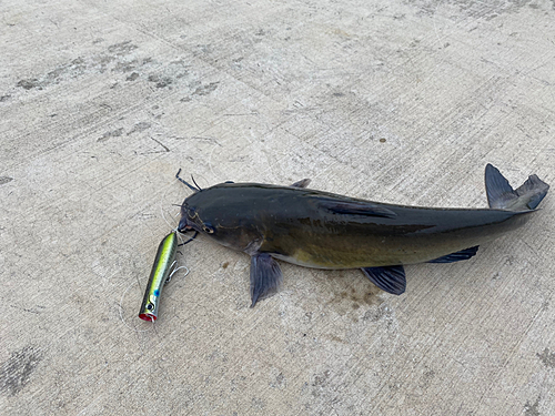 アメリカナマズの釣果