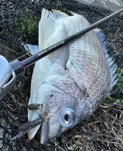 キビレの釣果