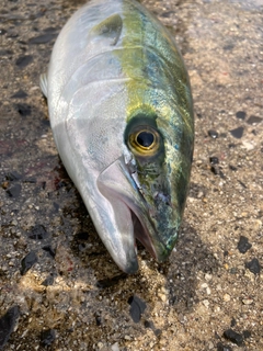 ヤズの釣果