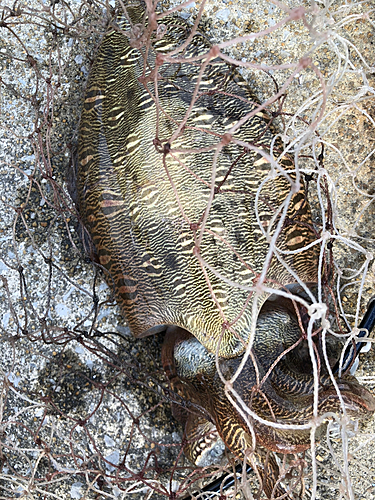 コウイカの釣果