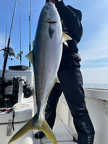 ブリの釣果