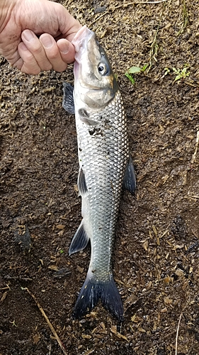 ニゴイの釣果