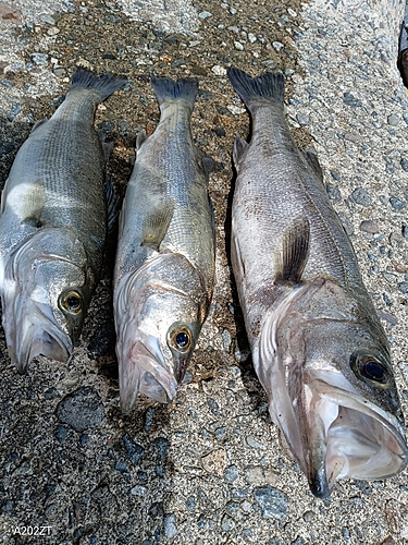 スズキの釣果