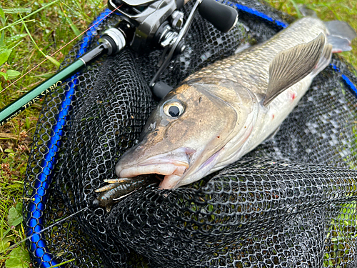 ニゴイの釣果