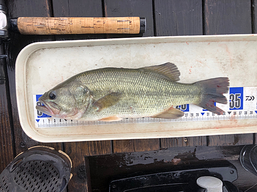 ブラックバスの釣果