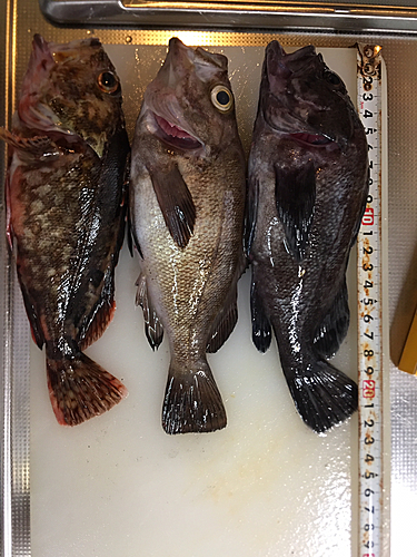 メバルの釣果