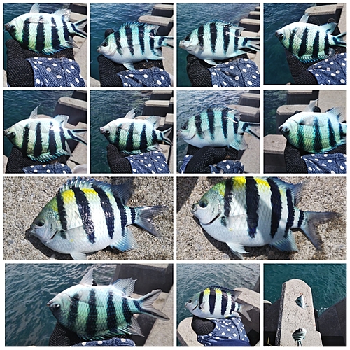 オヤビッチャの釣果