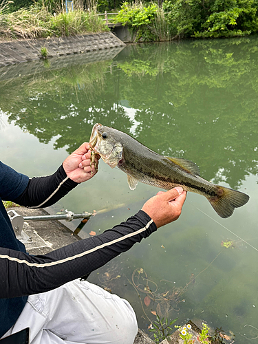 ラージマウスバスの釣果