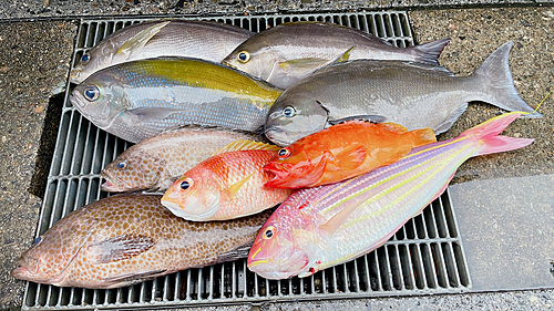 イサキの釣果