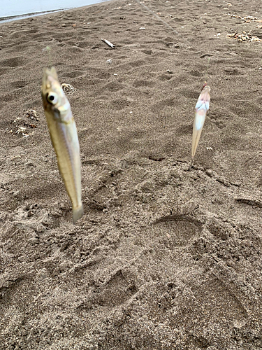 キスの釣果