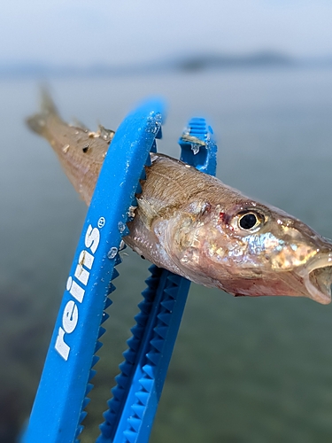 キスの釣果