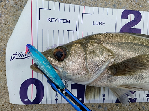 シーバスの釣果