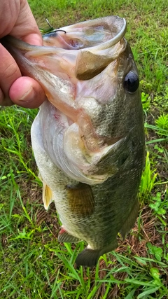 ラージマウスバスの釣果