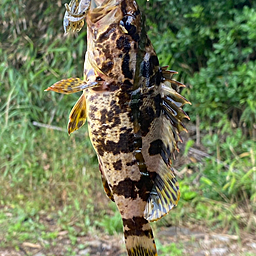 タケノコメバル