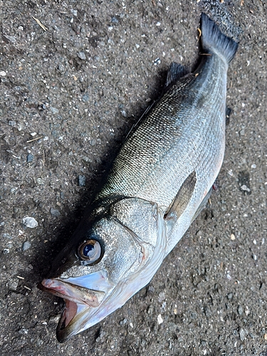 ヒラスズキの釣果