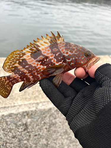 キジハタの釣果