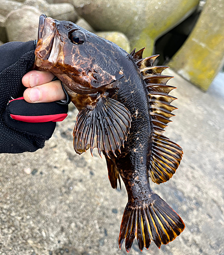 タケノコメバルの釣果