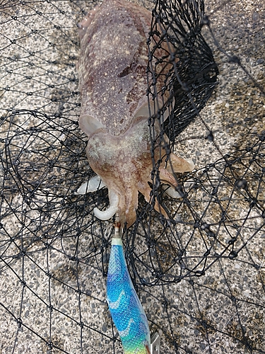 コウイカの釣果