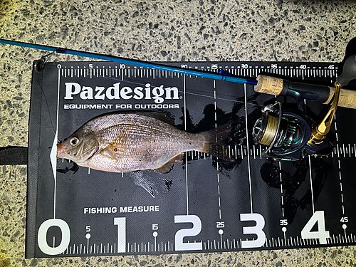 ウミタナゴの釣果