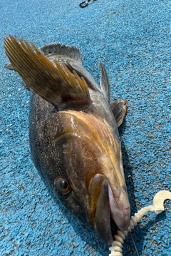 アイナメの釣果