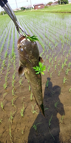 マナマズの釣果