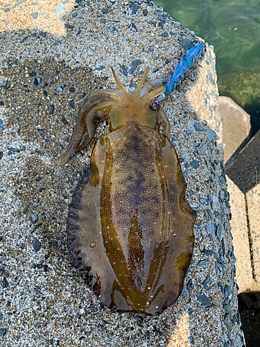 アオリイカの釣果