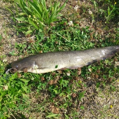 マナマズの釣果