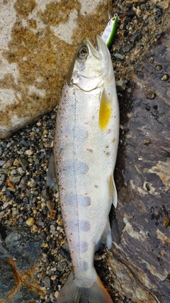 アマゴの釣果