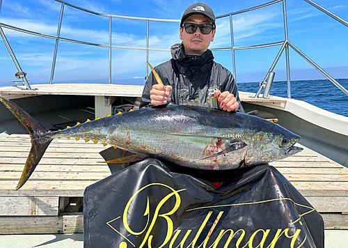 キハダマグロの釣果