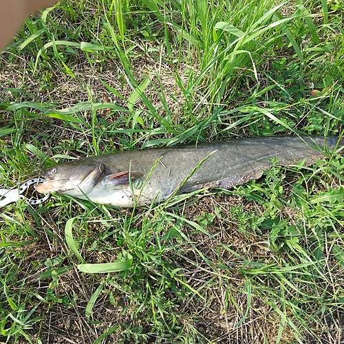 マナマズの釣果