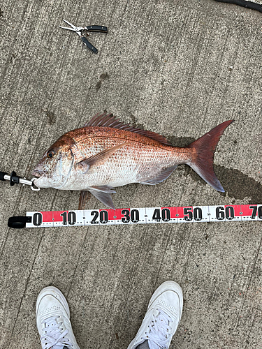 マダイの釣果