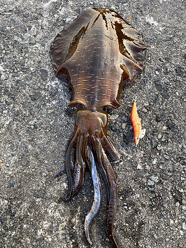 アオリイカの釣果