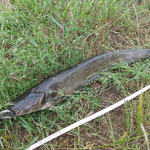 マナマズの釣果