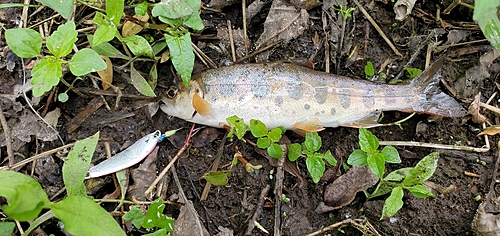 ヤマメの釣果