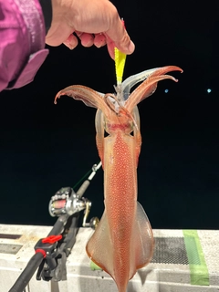 ヤリイカの釣果
