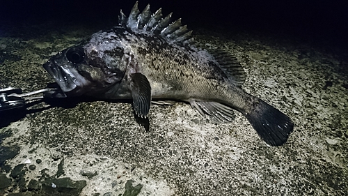 クロソイの釣果