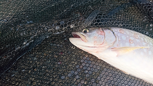 アメマスの釣果