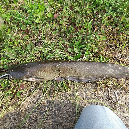 マナマズの釣果