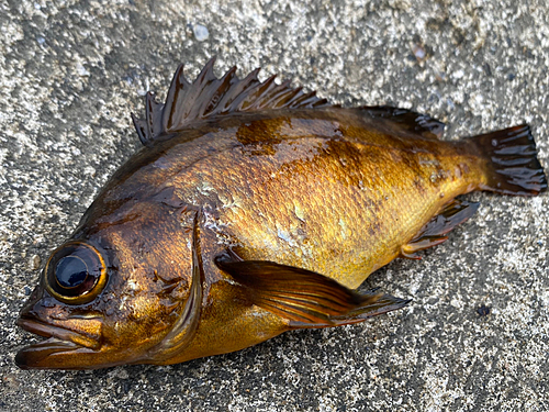 メバルの釣果