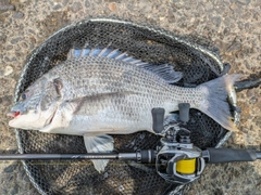 キビレの釣果