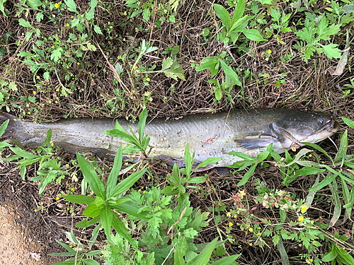 ナマズの釣果