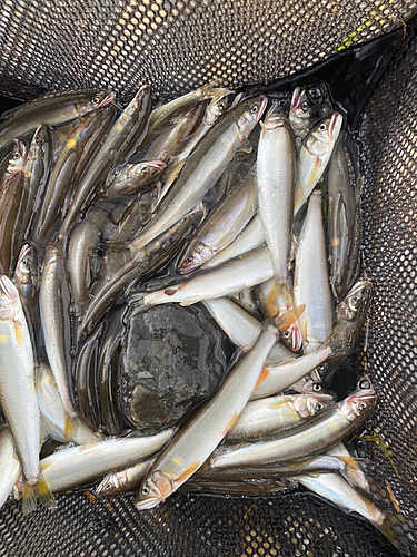 コアユの釣果