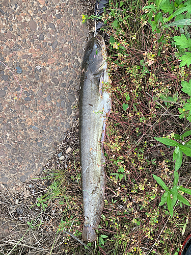 ナマズの釣果