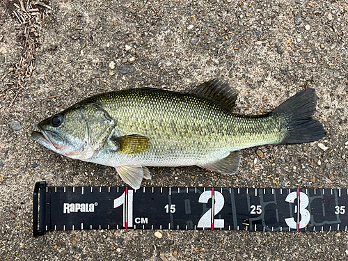 ブラックバスの釣果