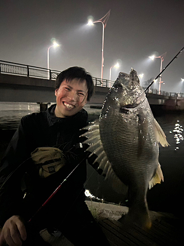 チヌの釣果