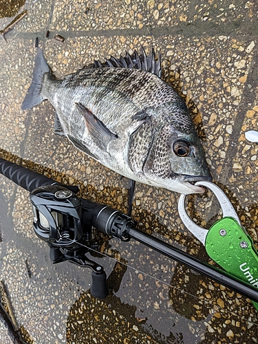 クロダイの釣果