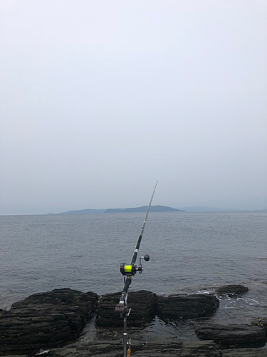 イシダイの釣果