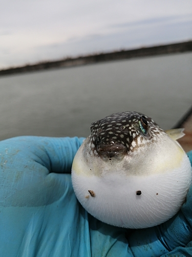 フグの釣果