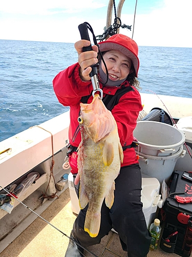 アオハタの釣果