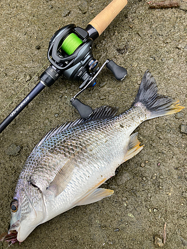 キビレの釣果